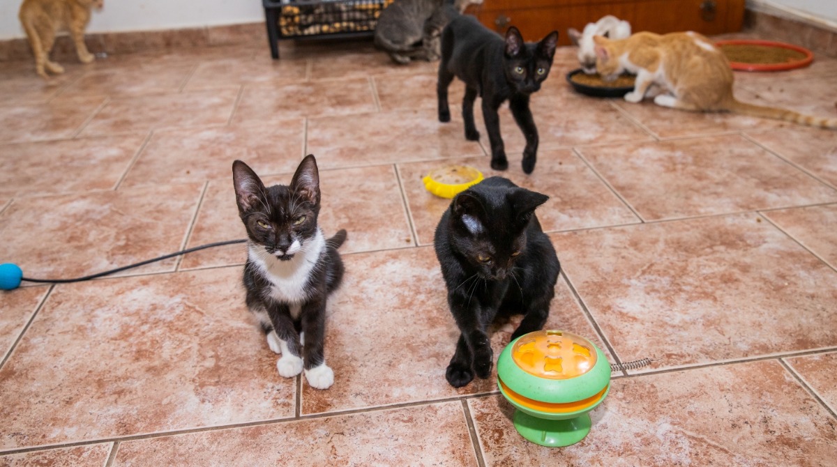 Foto 3 de 7 — ONG de Araraquara pede votos para salvar abrigo com mais de 120 gatos